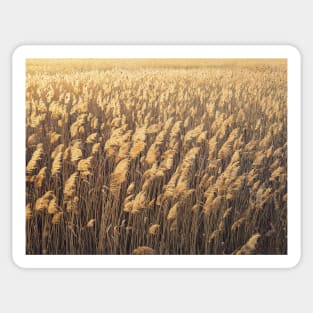 golden bulrush Sticker